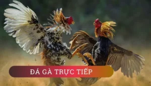 Hướng Dẫn Chi Tiết Cách Chơi Đá Gà GA28 Tại B52Club Hiệu Quả