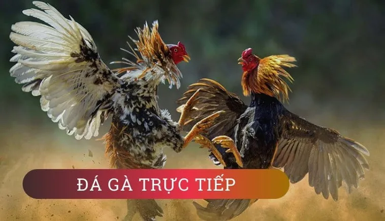 Hướng Dẫn Chi Tiết Cách Chơi Đá Gà GA28 Tại B52Club Hiệu Quả